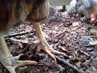 20150125 140202  Just enjoying seeing clean, mite-free legs!