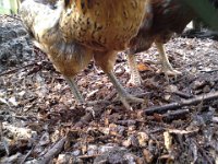 20150125 140253  Chickens all have clean feet, too, because I totally cleaned out their gross pen and put down wood chips.