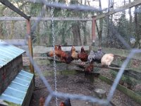 DSC01832  The chickens can line up and take a picture nicely - what's the big deal?