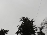 20150203 090656  Eagle couple up there in the tree!