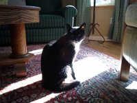20150215 123011  Taking care of a cat for friends. This is Copernicus. Sam earned money for cat-sitting to pay his way to staying at IslandWood for his 4th grade outdoor ed overnight camp.