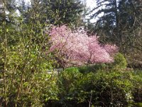 20150224 093413  Cherry blossoms in bloom! I thought of you, Mary!
