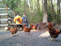 20150418 181346  Rogue chickens!