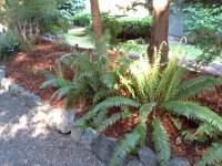 20150420 085955  More landscaping pictures.