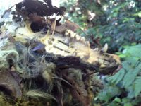 20150607 181632  Out clearing trails and I found an opossum carcass! Stil some hair on it! Super cool, right??? ICK!