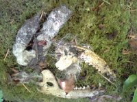 20150607 181700  But then my friend Doug Olson (science teacher - a legendary one I should say) came by for eggs and wanted to see the carcass. He got to take home the mandibles!