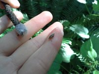 20150608 102443  Out with my friend Christina who knows so much about bugs and plants. Always interesting share a walk with her!