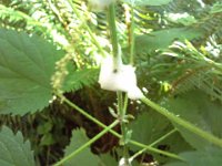 20150608 102527  This is a spit bug who uses water from the plant to create a little protective cocoon for metamorphosis.