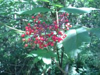 20150608 104029  These berries are poisonous