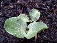 20150616 191922  I'm growing pumpkins this year. This is a giant pumpkin called Wyatt's Wonder!