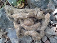 20150623 102845  Interesting scat! Coyote!?