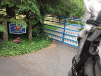 20150624 115533  Trying to get a picture of Emmy again. We just got back from trail riding AND being brave checking out a different arena where I'm going to show on July 12.