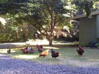 20150626 174517  Chickens also interested in fitness. NOT!