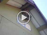 20150720 164039  Mommy feeds them in the first few seconds of this video.
