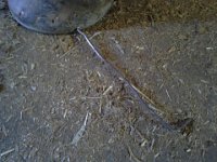 20150730 103105  Emmy had a wild night trying to get apples. This is part of a fence stuck between her shoe and hoof.
