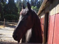 20150730 110924  A friend's horse - I took the picture and sent it to her at work :)