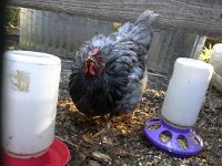 20151003 091413  Wheat continues to enjoy separate abode. She's no fool.