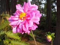 20151004 084459  Dahlias still going!