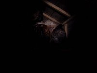 20151006 202410  Wheat roosts with Gordon, by night.