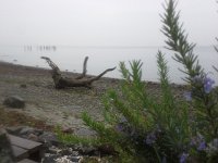 20151007 092501  The blackberry swan has a platypus mate?