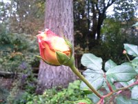 20151008 142920  Last bloom!