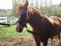 20151009 093436  Emmy was lame for a few days so I got to try riding this cute pony, PlayDate!