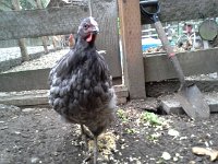 20151018 170658  Wheat having kale salad.