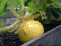 20151018 180129  The pumpkin continues to grow.