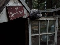 20151018 181426  Wheat's nighttime routine. I stayed for about 20 min to watch what she does. It was very peaceful. She's looking to see if all the other hens are settled. If not, they will pick on her as she tries to get up on a roost.