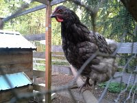 20151020 112846  Wheat getting more and more brave :)