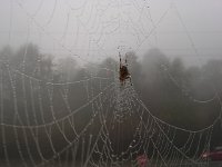 20151021 075401  A busy spider getting ready for fall.