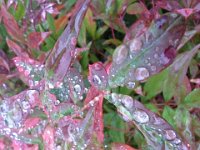 20151026 153120  Fall leaves. The rains have begun!