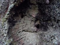 20151027 091158  Tree emoji.