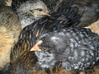 20160525 205414  Chicks continue to grow. Moved out to their little apartment, all 8 snuggled in together. Dave is going "how are you going to rehome all of these?" Clearly, this was not the right time for a chick mania. But...the kids had an absolutely joyful time this summer with them. Chicks and kids...meant to be. Honestly.