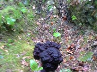 20160704 134519  This is a crazy mushroom!