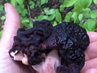 20160704 134726  Kumiko had other ideas. She managed to get it out of Arlo's backpack and tossed it into the woods!!!! I had no idea she was so sneaky!