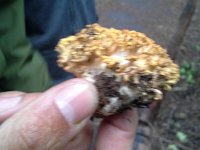 20160704 135457  But, these we can collect and eat.