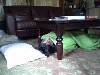 20160705 082604  Kids decide beds are too comfortable. Need to sleep under tables and stairs...