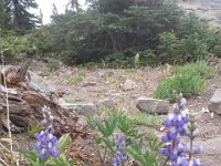 20160705 114920  On a hike up to Goat Peak. Great wildflowers!