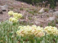 20160705 115011  I love wildflowers!