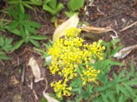 20160705 115648