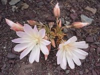 20160705 120644  Especially these hardy ones!