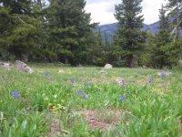 20160705 135016  Oh no - more wildflowers!