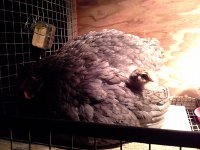 20160715 223439  Baby Zach is precious! And Wheat ia remarkable mother.