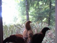 20160802 153725  Meanwhile kind soul Frank has refurbished a pony shed to be a spacious chicken coop! This is King Sam, Millet, and Julian!