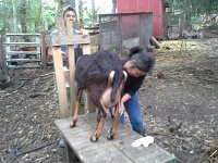 20160809 083105  Time to milk the goats! Kumiko is really good at this! I tried and finally got some milk out but Kumiko is so much faster!