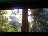 20160812 075738  Hard to capture how pretty the sun is through the trees.
