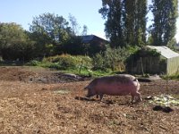 20160816 102748  BIG PIGS! Kumiko!!!! See the pigs???