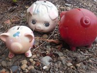 20160821 113050  Out on a jog - scary little piggies I've not seen before!
