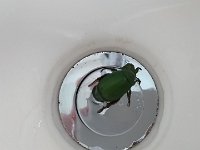 DSC 0126  And beetles in the bathroom!